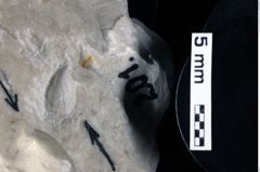 Foto (Detailansicht) von Cracensigillatus acutirostris (Moericke, 1889) (NHMW-GEO-1990-0041-0201)